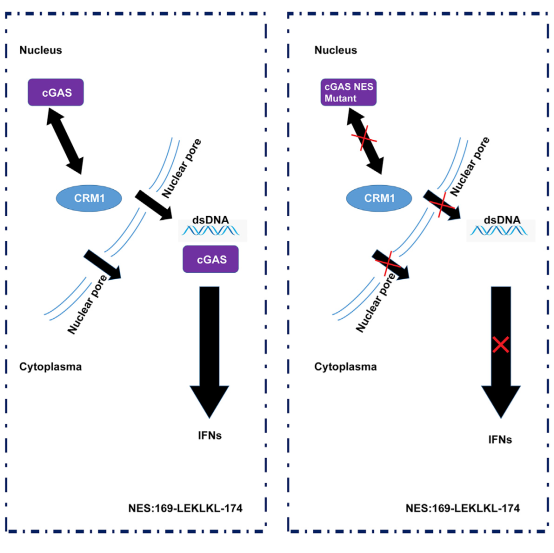 cGAS出核信號及其功能示意圖
